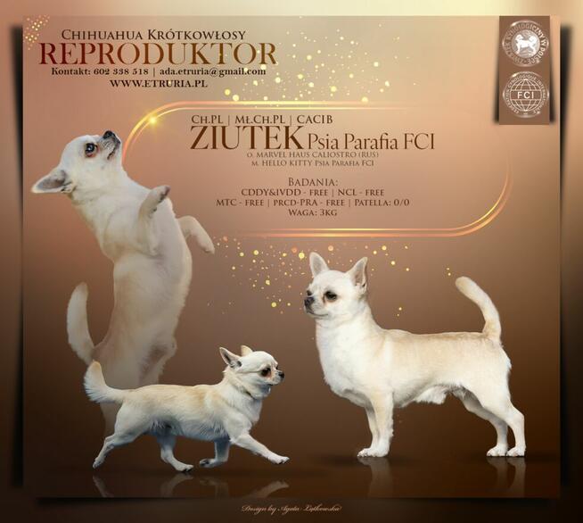 CHIHUAHUA po Championach, Rodowód FCI, okolice W-wy