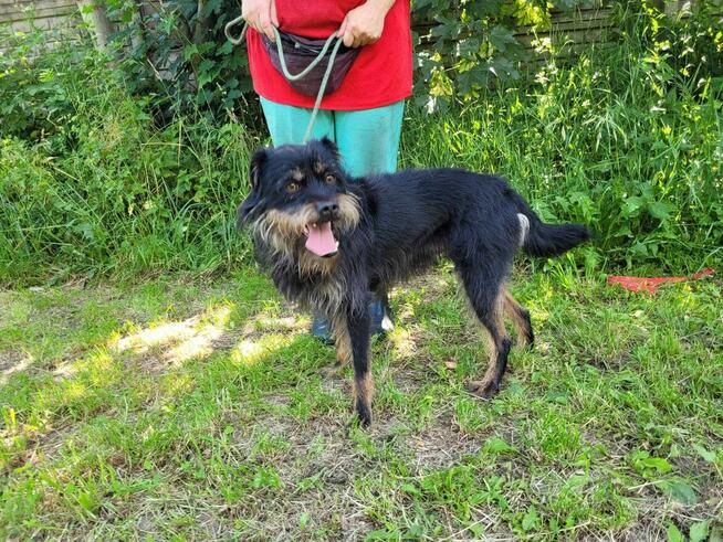 Młody, radosny FIFI w typie teriera szuka domu !!