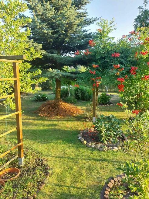 Wolne ogródki działkowe! ROD Konopnickiej w Kożuchowie