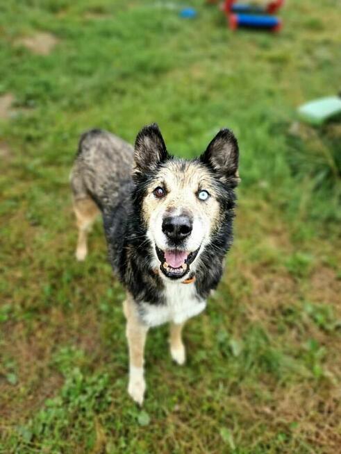 Wyjątkowej urody wielkopies Nanuk poleca się do adopcji