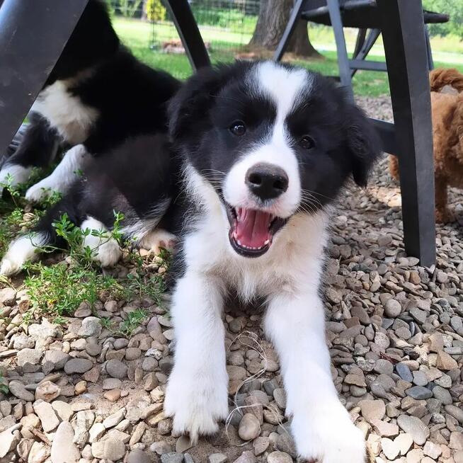 Border Collie FCI, suczki