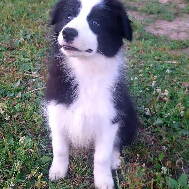 Border Collie FCI, suczki