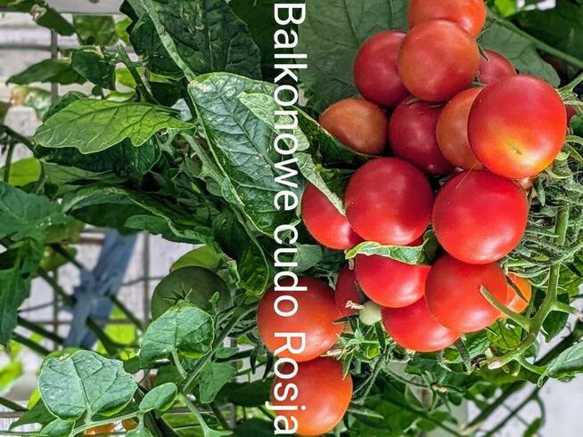 Balkonowe Cudo Pomidor rosyjski kolekcja Nasiona