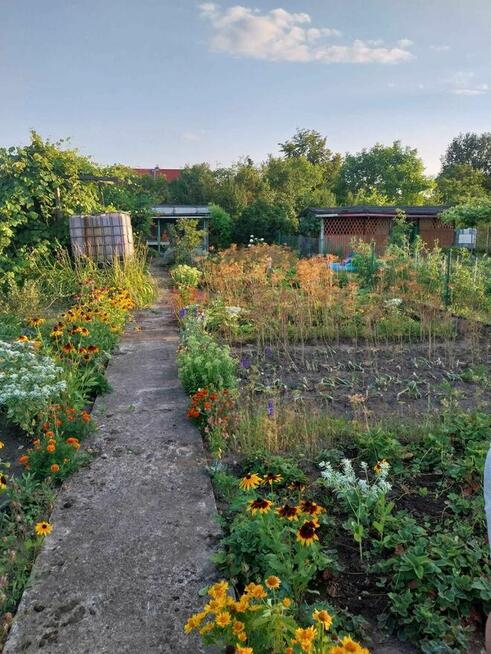 Wolne ogródki działkowe! ROD Konopnickiej w Kożuchowie