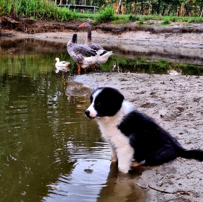 Border Collie FCI, suczki