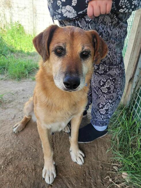 Delikatny, pokorny WICEK szuka domu !! Do adopcji !!