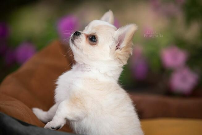 CHIHUAHUA po Championach, Rodowód FCI, okolice W-wy