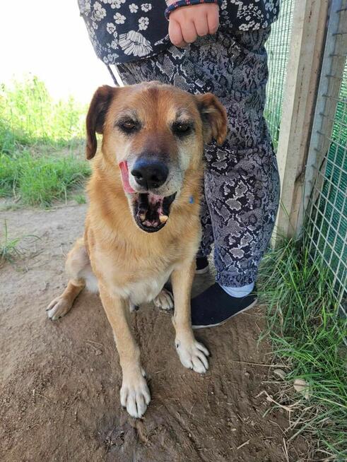 Delikatny, pokorny WICEK szuka domu !! Do adopcji !!