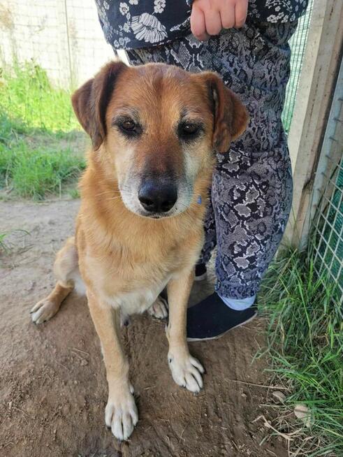 Delikatny, pokorny WICEK szuka domu !!