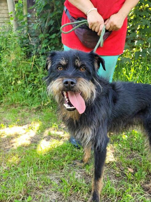 Młody, radosny FIFI w typie teriera szuka domu !!