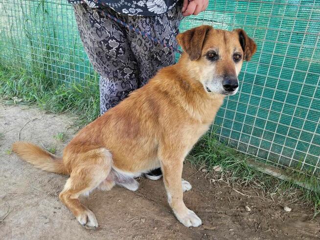 Delikatny, pokorny WICEK szuka domu !! Do adopcji !!