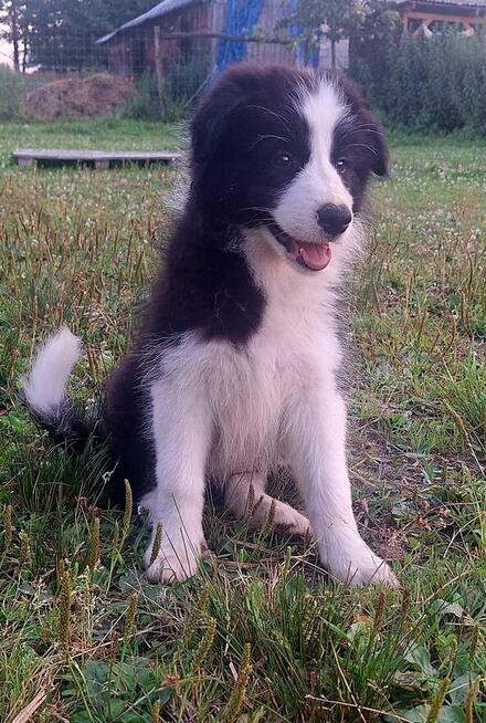 Border Collie FCI, suczki