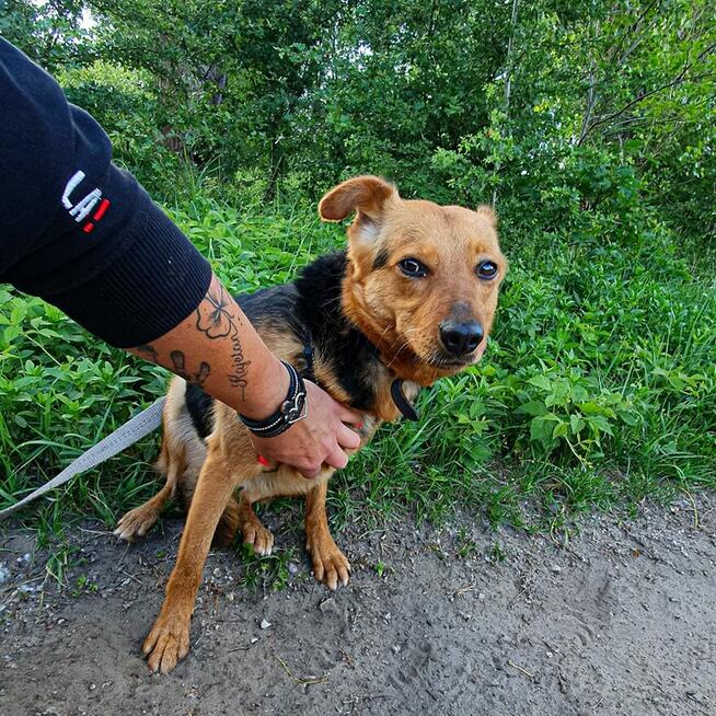 Delikatna, lękliwa suczka szuka domu z psim towarzystwem!