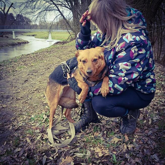 Delikatna, lękliwa suczka szuka domu z psim towarzystwem!