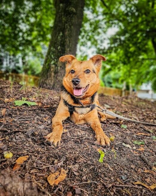 Delikatna, lękliwa suczka szuka domu z psim towarzystwem!