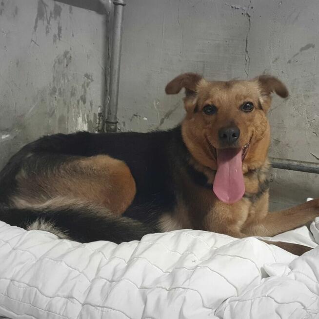 Delikatna, lękliwa suczka szuka domu z psim towarzystwem!