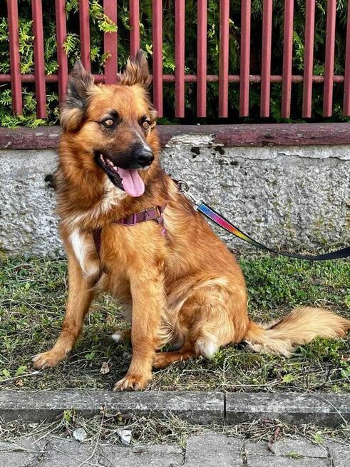 Alex ok.4,5 r.wyjatkowy łagodny do dzieci i innych zwierząt