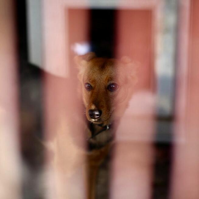 Delikatna, lękliwa suczka szuka domu z psim towarzystwem!