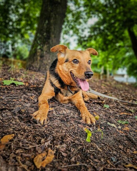 Delikatna, lękliwa suczka szuka domu z psim towarzystwem!