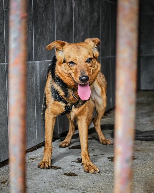 Delikatna, lękliwa suczka szuka domu z psim towarzystwem!