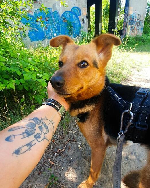 Delikatna, lękliwa suczka szuka domu z psim towarzystwem!