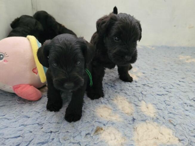 Sznaucer Miniaturowy Czarny ZKwP