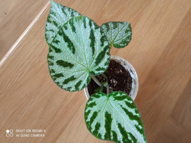 Begonia Silver Jewel-begonia zebra