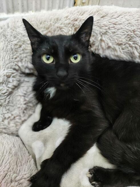 Kotka Kleopatra z białaczką