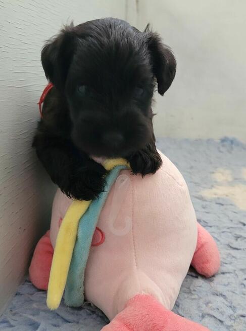 Sznaucer Miniaturowy Czarny ZKwP