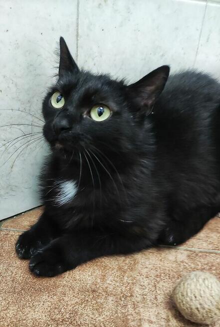 Kotka Kleopatra z białaczką