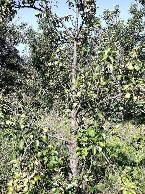 Gruszki klapsa z naszego sadu cena od 1,50 -2 zł.