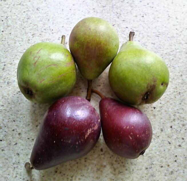 Gruszki klapsa z naszego sadu cena od 1,50 -2 zł.