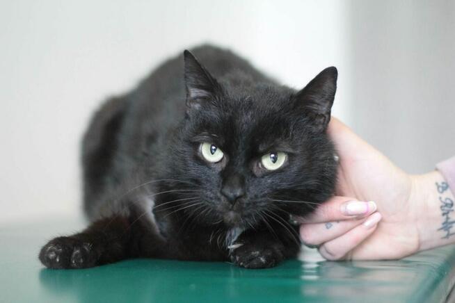 Kotka Kleopatra z białaczką