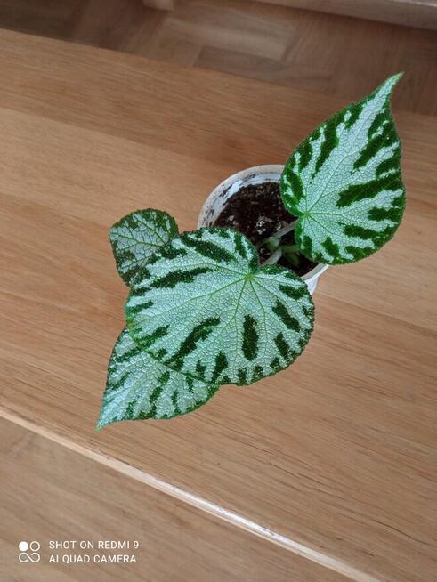 Begonia Silver Jewel-begonia zebra