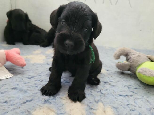 Sznaucer Miniaturowy Czarny ZKwP