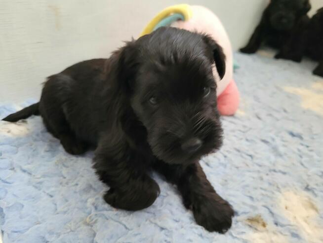 Sznaucer Miniaturowy Czarny ZKwP