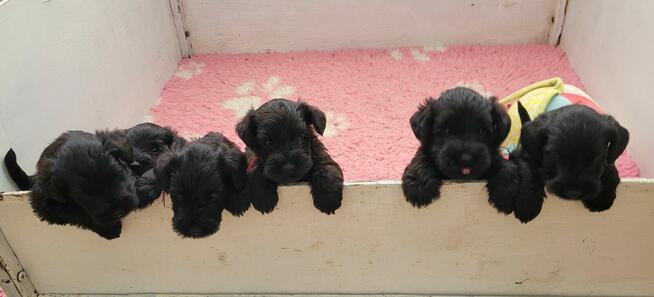 Sznaucer Miniaturowy Czarny ZKwP