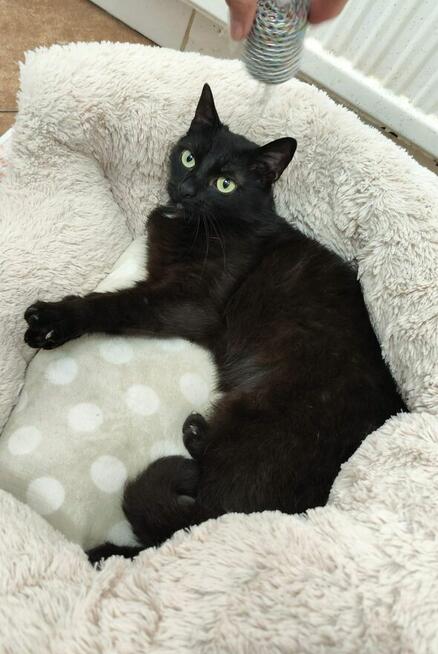 Kotka Kleopatra z białaczką