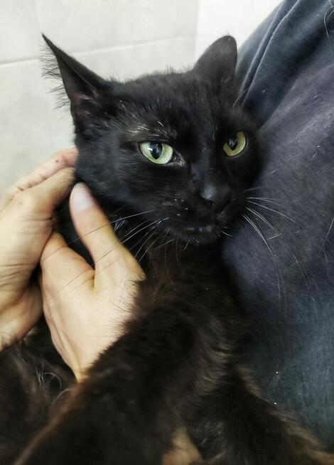 Kotka Kleopatra z białaczką