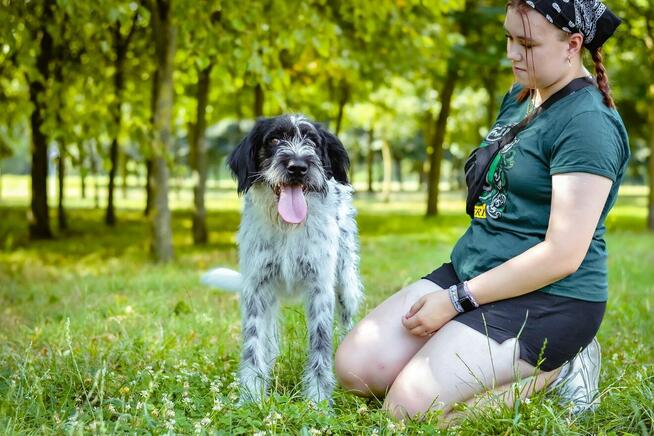 Ares-nieufny, wymagający pracy pies do świadomej adopcji