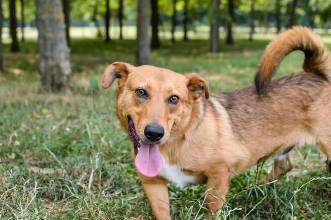 Apik-rudy młody wesoły piesek do adopcji