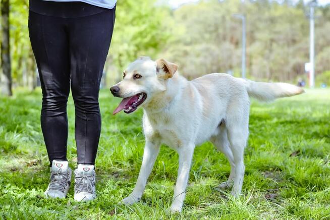 Biały-średniej wielkości młody pies do adopcji