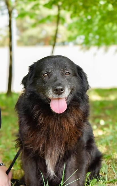 Gazik-czarny, zwykly, niewidzialny pies do adopcji
