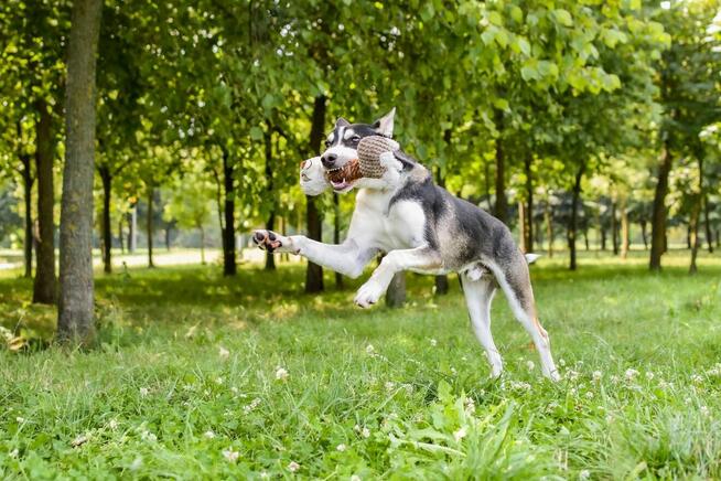 Łobuz-wycofany, bardzo aktywny pies do świadomej adopcji