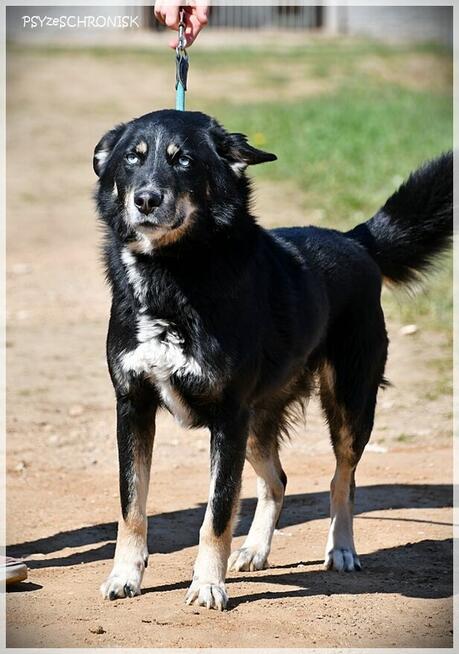 Drej: sympatyczny pies o tajemniczych oczach