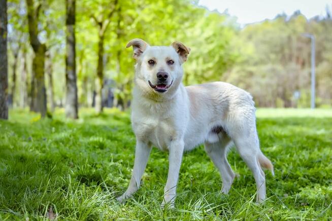 Biały-średniej wielkości młody pies do adopcji
