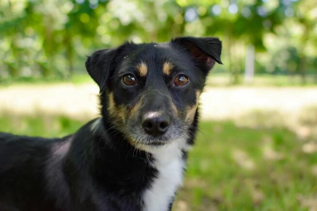 Przecinek-młody wesoły pieskiem do adopcji