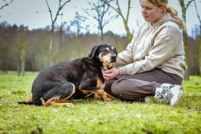 Kora - starsza delikatna i kontaktowa suczka do adopcji