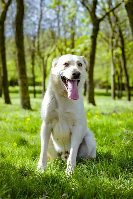 Biały-średniej wielkości młody pies do adopcji