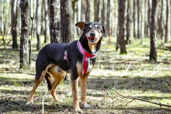 Afgan-średniej wielkości pies do odpowiedzialnej adopcji